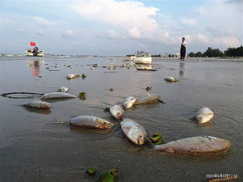 魚死掉埋葬